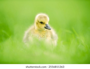 A very young Canada Gosling (baby goose) is shown surrounded by green grass in close up detail. - Powered by Shutterstock