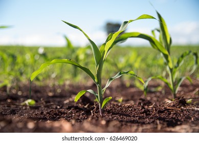 Very Young Corn Plant In A Sunny Day