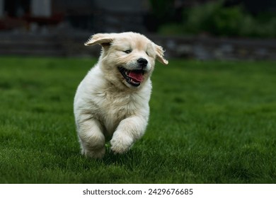 A VERY YOUNG GOLDEN RETRIEVER PUPPY PLAYING IN LUSH GREEN GRASS WITH A HAPPY LOOK ON ITS FACE ON MERCER ISLAND WASHINGTON - Powered by Shutterstock