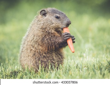 Very Young Groundhog Eating Carrot Upright In Vintage Garden Setting