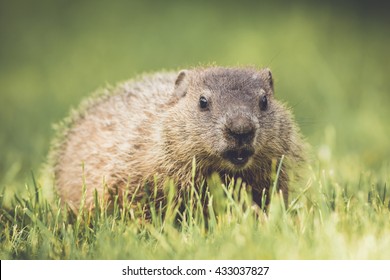 Very Young Groundhog Walking In Grass In Vintage Garden Setting