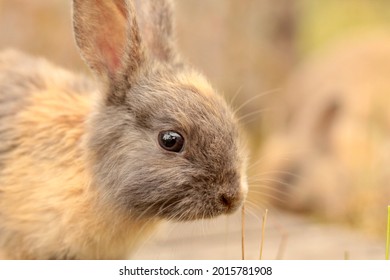 Very Young Harlequin Gotland Rabbit