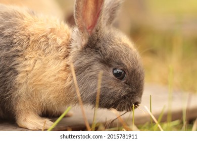 Very Young Harlequin Gotland Rabbit