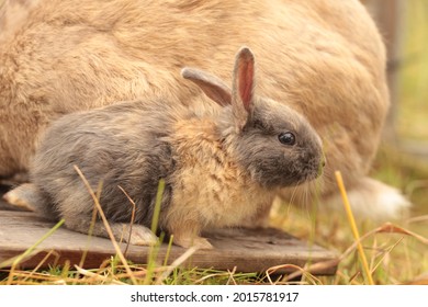 Very Young Harlequin Gotland Rabbit