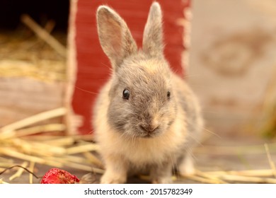 Very Young Harlequin Gotland Rabbit