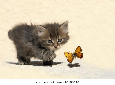 3,568 Cat butterfly Stock Photos, Images & Photography | Shutterstock