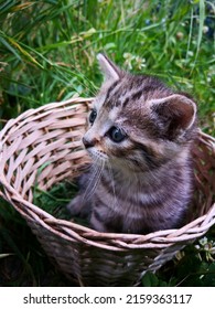 Very Young (one Month Old) Tabby Kitten With Expressive Blue Eyes In Background Of Grass In Garden. The Kitten Is Sitting In Small Wicker Basket And Looking To Left Side With Interest And A Bit Fear