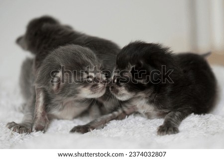 Very young Oriental Longhair Kittens 