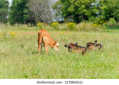 A Very Young Red And White Bull Calf Plays With Two Black Angust Calves Reclining In The Pasture Grass On A Small Family Farm.