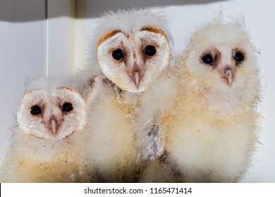 Very Young Rescued Owl Chicks Rehabilitation Stock Photo (Edit Now ...