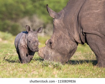 A very young white rhino in the African grassland