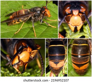 Vespa Velutina (Asian Predatory Wasp),  A Species Of Hornet Indigenous To Southeast Asia (invasive Species In Some Other Countries).