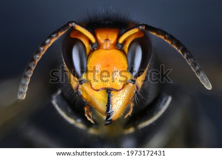 Vespa velutina, also known as the yellow-legged hornet or Asian predatory wasp, is a species of hornet indigenous to Southeast Asia. It is of concern as an invasive species in some other countries