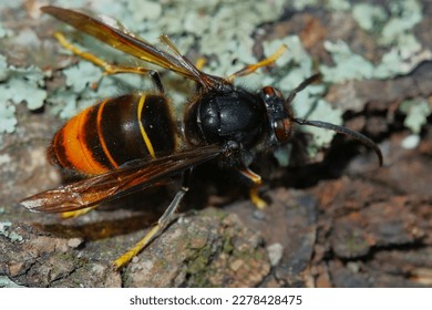 Vespa velutina nigrithorax, the Asian hornet.
