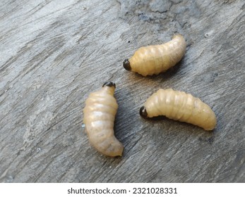 Vespa wasp larvae contain a lot of protein