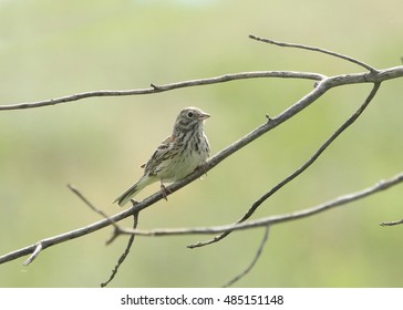 Vesper Sparrow