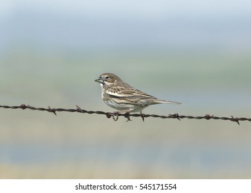 Vesper Sparrow