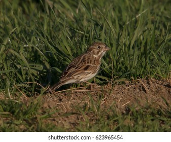 Vesper Sparrow