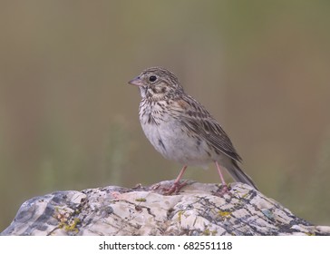 Vesper Sparrow