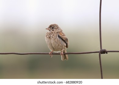 Vesper Sparrow