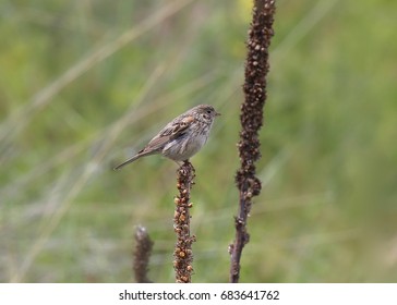 Vesper Sparrow