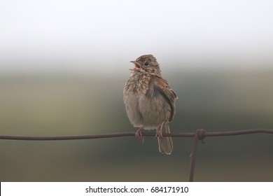 Vesper Sparrow