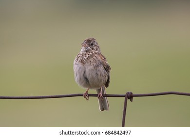 Vesper Sparrow