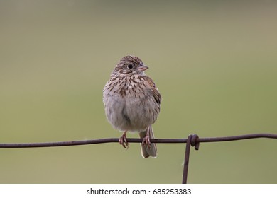 Vesper Sparrow