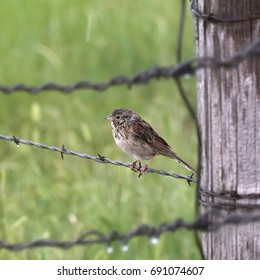 Vesper Sparrow