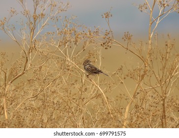 Vesper Sparrow