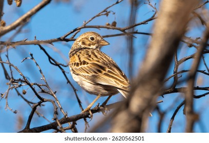 Vesper sparrow in a tree