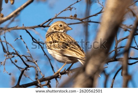 Vesper sparrow in a tree