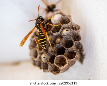Vespiary. Hornet's nest. Wasp nest with wasps sitting on it. Wasps polist. The nest of a family of wasps which is taken a close-up.