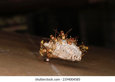 Vespid Wasp On Wasp Nest. Paper Wasp. Isolated Closeup.