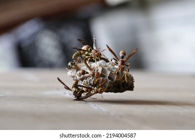 Vespid Wasp On Wasp Nest. Paper Wasp. Isolated Closeup.