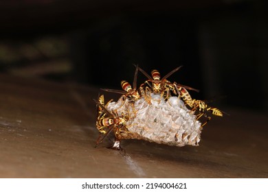 Vespid Wasp On Wasp Nest. Paper Wasp. Isolated Closeup.