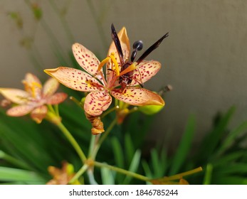 Vespidae Polistes Himenópteros Apocrita E Symphyta