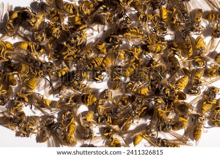 Vespula germanica, the European wasp, German wasp, or German yellowjacket. A bunch of dead insects.