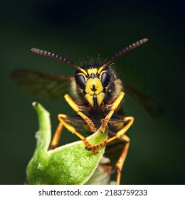 Vespula vulgaris, common wasp on a green plant, macro photography, blurry background - Powered by Shutterstock