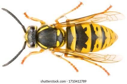 Vespula vulgaris, known as the common wasp or European wasp or common yellow-jacket isolated on white background. Dorsal view of wasp Vespula vulgaris. - Powered by Shutterstock