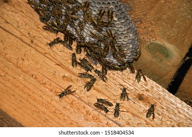 Vespula Vulgaris. Wasp Nest In The Attic Of The House