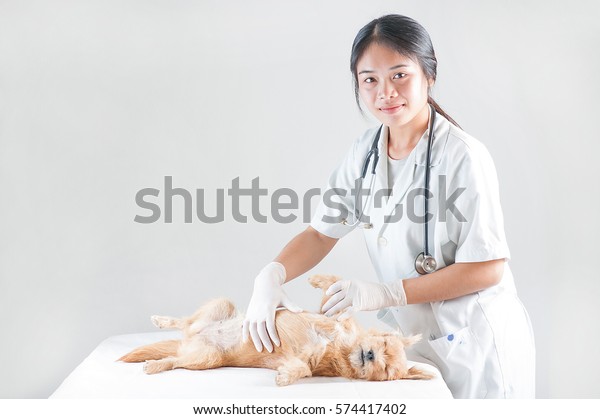 Vet Animal Clinic Veterinarian Healing Pet Stock Photo Edit Now 574417402