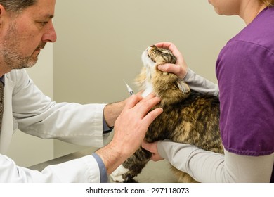 Vet And Assistant Examining A Cat