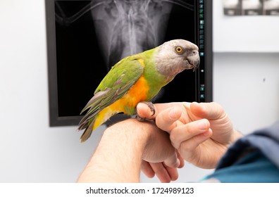 Vet And Bird Examination X Ray Of A Parrot At A Vet Clinic