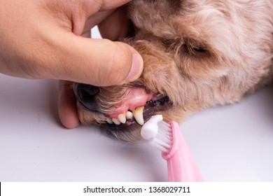 Vet Brush Pet Dog Teeth Coated With Plaque With Toothpaste. Pet Oral Care Important To Prevent Tooth Loss.