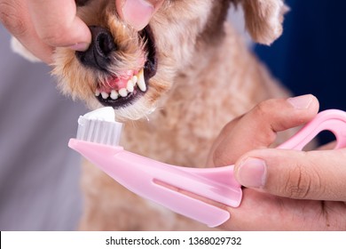 Vet Brush Pet Dog Teeth Coated With Plaque With Toothpaste. Pet Oral Care Important To Prevent Tooth Loss.