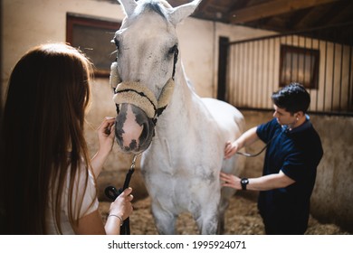 Vet checking horse's health before riding. - Powered by Shutterstock