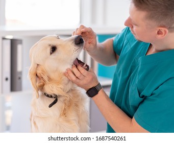 Vet Checking Teeth Of Cute Dog In Light Office