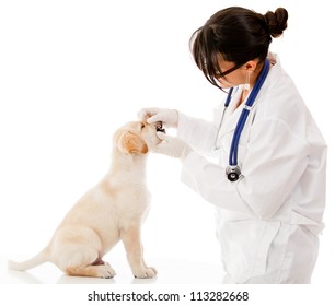 Vet Checking The Teeth Of A Puppy Dog - Isolated Over White