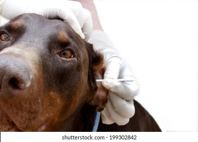 Vet To Clean Dog Ears